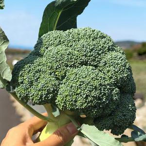 제주 브로콜리 2Kg 1박스