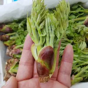 백운산 자연산 참두릅 500g 내외 (특품) _3/25 전후 주문순으로 출하예정