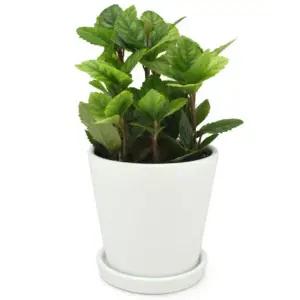 아트박스 에코키즈 초록식물키우기10인용세트-도자기화분포함-