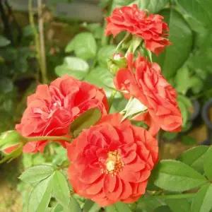 사계 명품 유럽 덩굴장미 / 오렌지 메이안디나 / 개화주