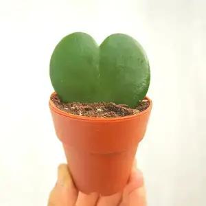 하트호야 키우기 1촉 - 실내공기정화 전자파차단 공방 다육이 더블