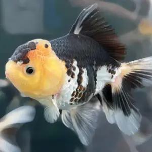 [주니멀열대어]젤리헤드 팬더 오란다 10cm [랜덤발송]관상어