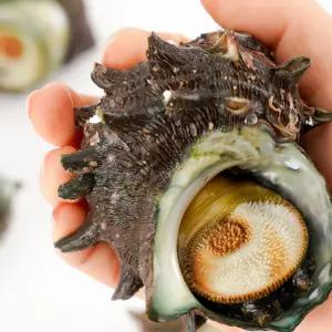 [해녀 채취] 완도 자연산 전복고동 뿔소라 1kg (10미 내외)