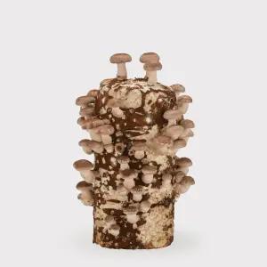 무럭무럭 표고버섯 키우기 키트 1입 집에서 표고버섯 키우기