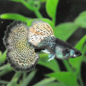 [행운수족관]고정구피, 메탈 스네이크 스킨 사파이어 하프문 빅도살 [수2+암3] 구피