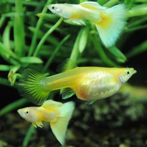 [행운수족관]고정구피, 옐로우 바비 [수2+암3] 구피