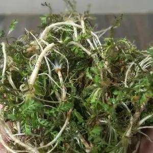 (알뜰기획) 서산 비손질세척냉이 300g/ 향이진한 봄냉이 손질없이 깨끗이 세척한 실속상품