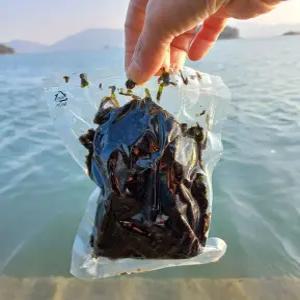 2026 고흥 물김 개별진공포장