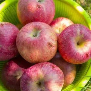 [못난이]경북 못난이주스용 사과 5kg 랜덤과 +2kg 총 7kg)