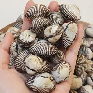 벌교 새꼬막 3kg(360~390미 내외)