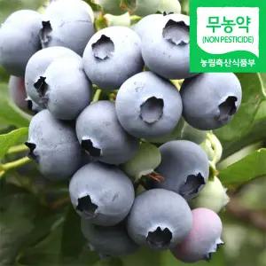 (냉동) 블루베리생과 1kg / 국내산 냉동 생블루베리 / 왕품 크기(1.7cm이상)