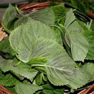 깻잎순 4kg / 국내산 / 최상품 / 팜웨이