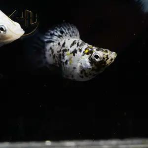 달마시안 발룬 몰리 (관상어, 열대어)