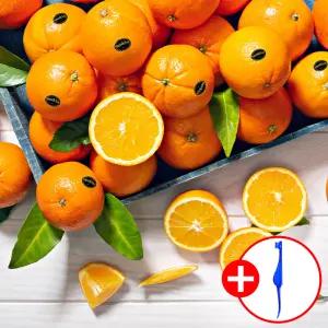 고당도 블랙라벨 오렌지 중과 88과(17kg) 1박스