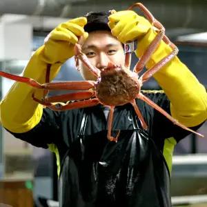 [대한민국농수산] 수율보장 국내산 자숙 연지 홍게 3kg [고급]