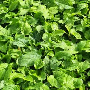 제주 애월 취나물 국내산 4kg