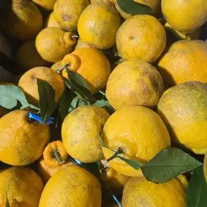 제주 가정용 못난이 한라봉 10kg 박스포함) 혼합과 노지