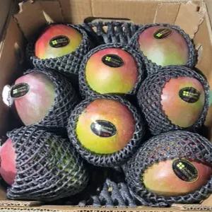 새콤달콤 프리미엄 애플망고 4kg 7-10과