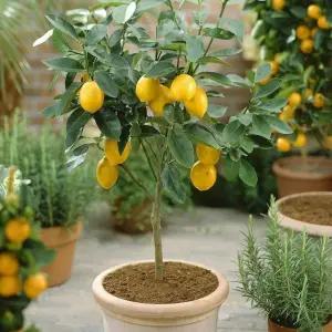 종이 커버 미니화분 포장 크래프트 화분