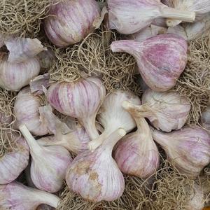 2025년 의성마늘 통마늘 의성햇마늘