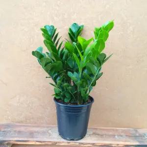 소나무길 빵빵하게 복 금전수 공기정화 2453