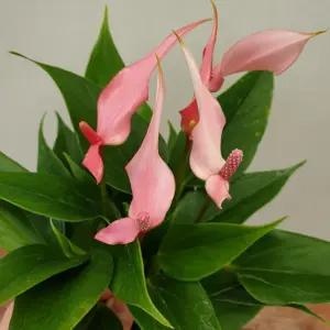 소나무길 새의 깃털을 닮은 카라 안시리움 선물 실내장식 2562