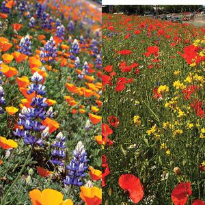 왜성야생화 혼합씨앗_1kg,야생화혼합 왜성야생꽃 꽃종자 키작은꽃씨앗 꽃씨 키작은씨 들꽃씨 들꽃종자 왜성