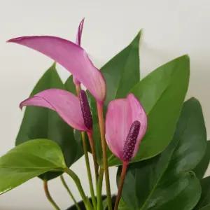 [소나무길] 안시리움 Small  PurPle  보라  129  화원 농원