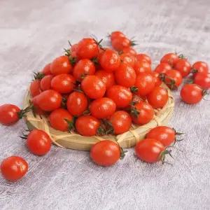 스테비아 대추방울 토망고 500gX4팩