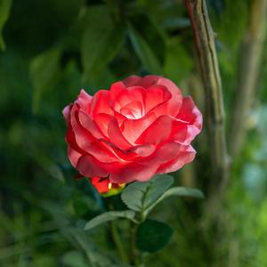 SS966 레드 장미 무전원 태양광 LED 정원 잔디등 가든램프