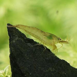 미미네아쿠아 물고기 생이새우 10마리