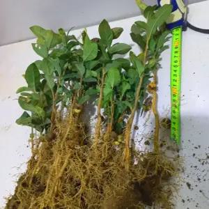 녹차나무묘목 50주 (키20-30cm/2년생) 녹차묘목 차나무 상록식물 식용.약용식물 생울타리용 정원수 관상용