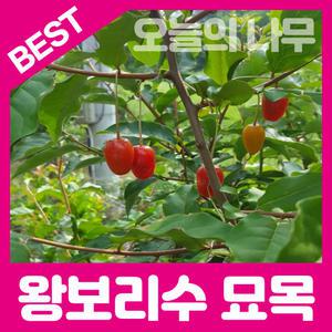 최상의 품종 왕보리수나무묘목   판매중