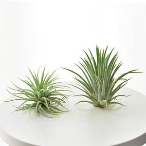 틸란드시아 이오난사 행잉플랜트 공기정화식물