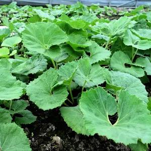 거창 청정 머위 나물 2kg, 머위잎 제철 쌈채소 봄나물