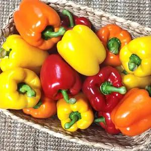 천적재배 광양 파프리카 3kg 특품 삼색혼합 월/목발송