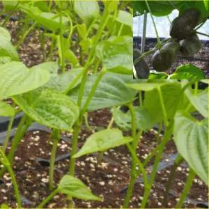 하늘마 열매마종자 1kg wj052