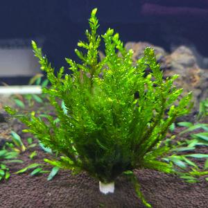 버드나무모스 링타입 수초 어항 수족관 새우 치어 은신처