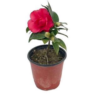 동백나무 소품 블랙로즈 노지월동꽃 겨울꽃 동백꽃 겹동백 묘목