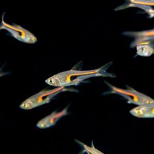 티아쿠아 열대어 라스보라 헹겔리 4마리 관상어