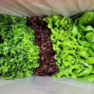 1.2kg 700g 유러피안 샐러드 당일수확 수경재배 버터헤드 카이피라 유럽 상추 모듬 쌈 채소 4-6종이상