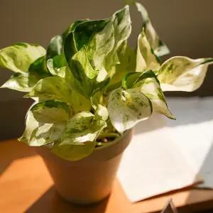 갑조네 오레우스 스킨답서스 소품 덩굴식물 실내 거실 음지 행잉 공기정화식물