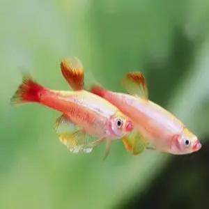 [힘찬열대어] 골든백운산 10마리