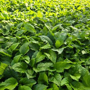 P 제주 생 취나물 맛과 향이 진한 취나물 연중판매