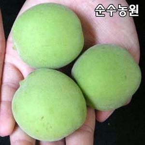 슈퍼왕매실나무 묘목 결실주 R5cm(분)/유실수/과실수