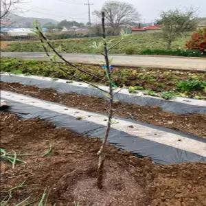 이지플사과, 사과나무 묘목, 3년생결실주