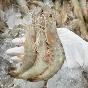 국내산 제철 자연산 대하 급냉 냉동 왕새우