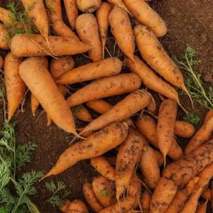 [해남미소] 늘보농부 자연농 당근(유기농) 5kg