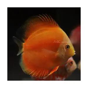 [에이투비]옐로우멜론 디스커스 / 7-10cm 내외 / 1마리