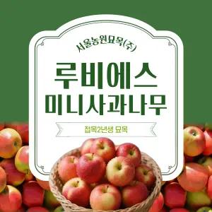 서울농원묘목/루비에스 미니 사과나무 접목2년생 묘목 M26대목 수분수 나무